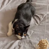 Кошка Звёздочка 5