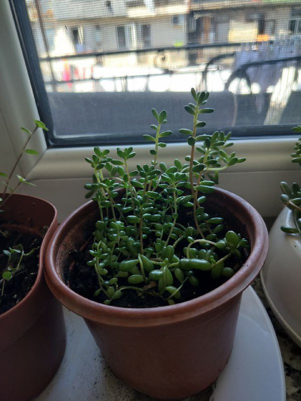 Пеперомия, Декабрист, Толстянка, Очиток краснокрашеный большой, Очиток маленький 3