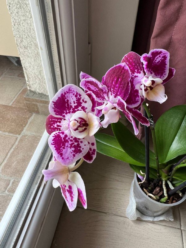 Орхидеи мини, Папоротник, Замиокулькас 3