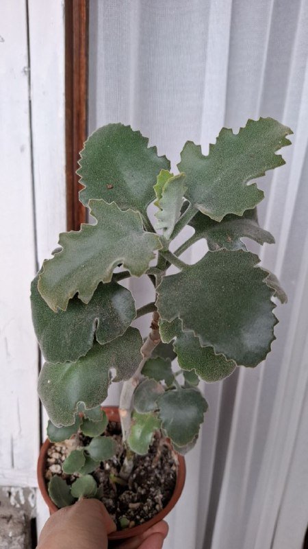 Строманты, Хлорофитум, Отросток монстеры, Молочай эуфорбия, Кампелия 10