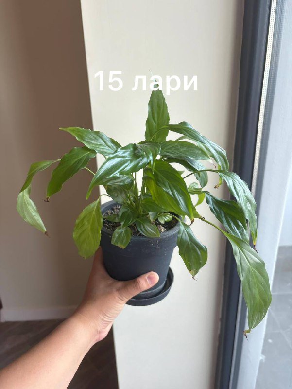 коллекция домашних цветов