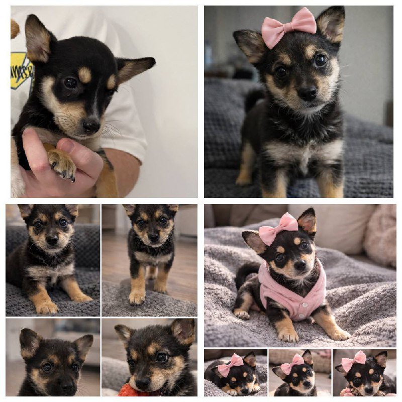 Щенки для усыновления, 6 недель, средние, ласковые