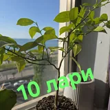 Цветы, герань, розы 7