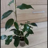 Фикусы 1