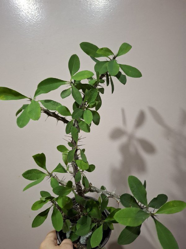 Монстера, Хлорофитум, Перец, Папоротники, Суккуленты, Фикус, Строманта, Эуфорбия 10