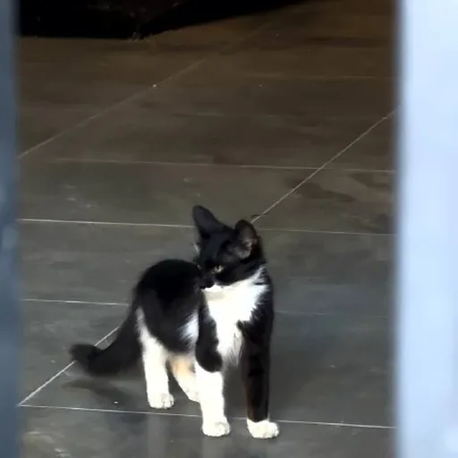 Котенок
