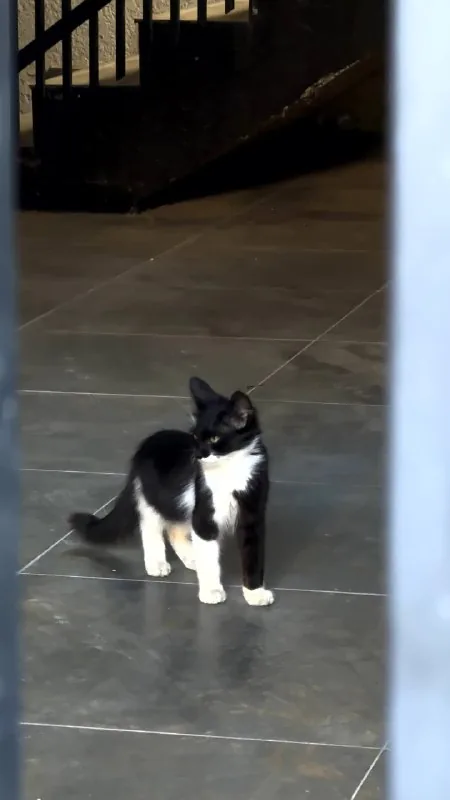 Котенок