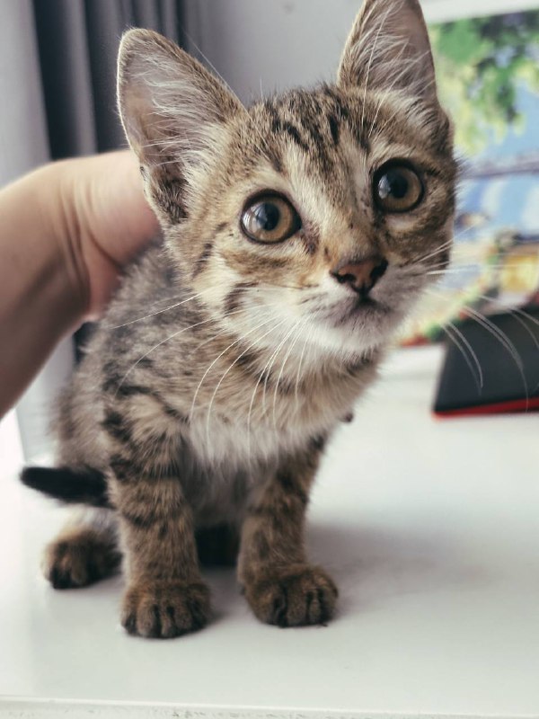 Котенок девочка ищет дом 2