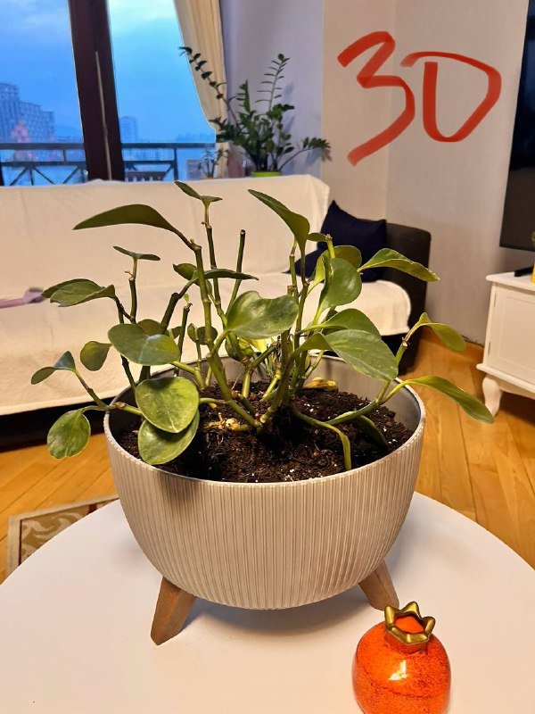 Растения и горшки для растений 4