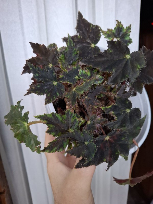 Комнатные растения разные виды 3