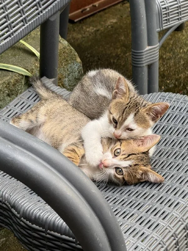 Котята 1