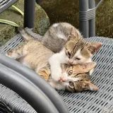Котята 1