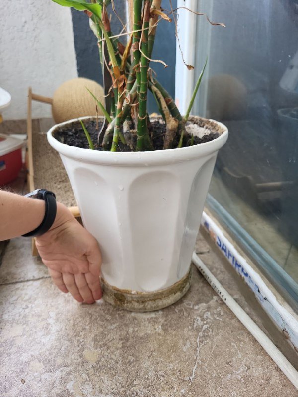 Растение цветок в горшке с тарелкой 4