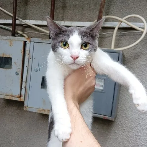 Кошка ищет дом