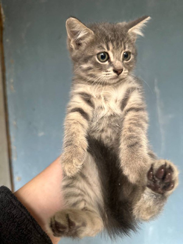 Котята, два мальчика и две девочки 4