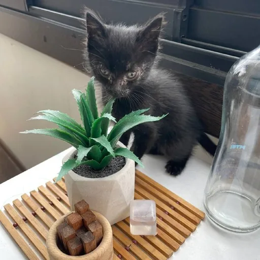 Котенок
