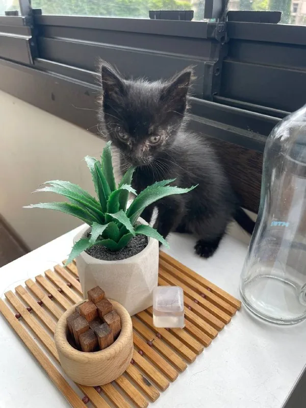 Котенок