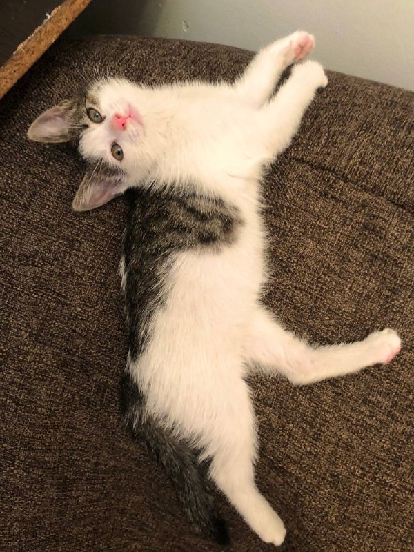 Котенок Валькирия 4