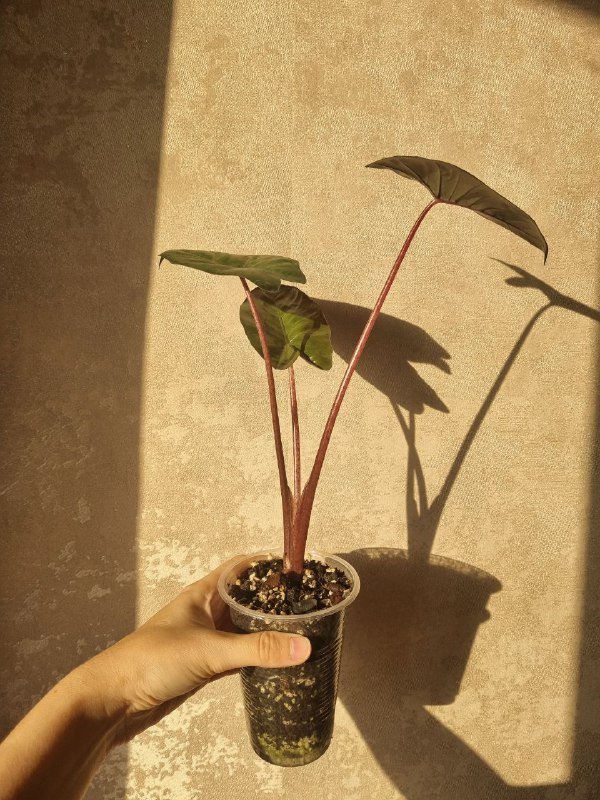 Алоказия Юкатан Принцесс, цветочные горшки пластиковые 4