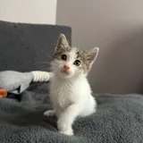 Котёнок-девочка ищет любящих хозяев 4