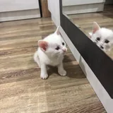 Котята 4