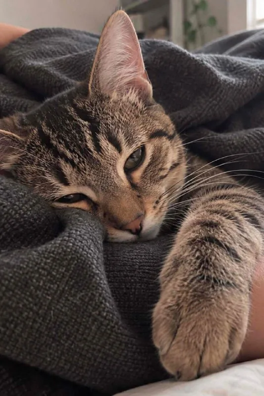 Котёнок Ричи