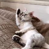 Кот, перс 2