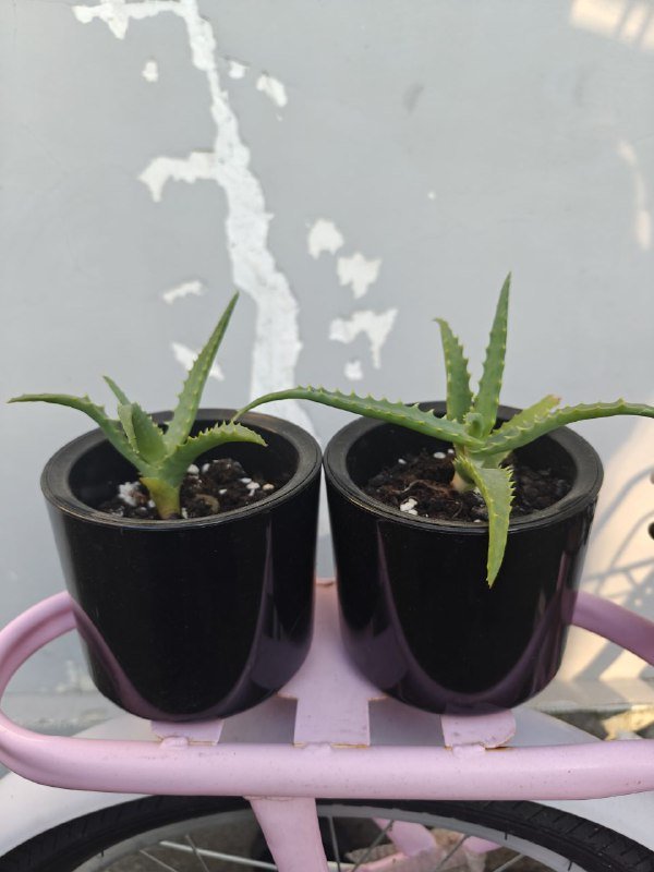 Алоэ в горшках