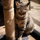Кошка 4