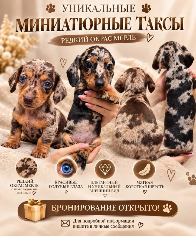Щенки разных пород