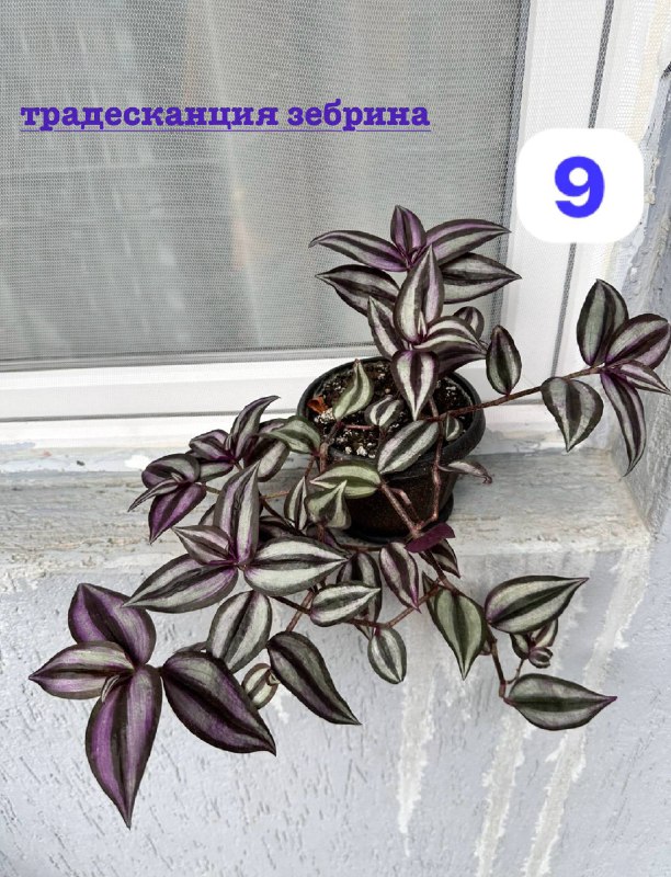 комнатные растения традесканция зебрина кофе арабика цитрус 4