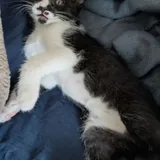 Кошка Пандора, котёнок 8