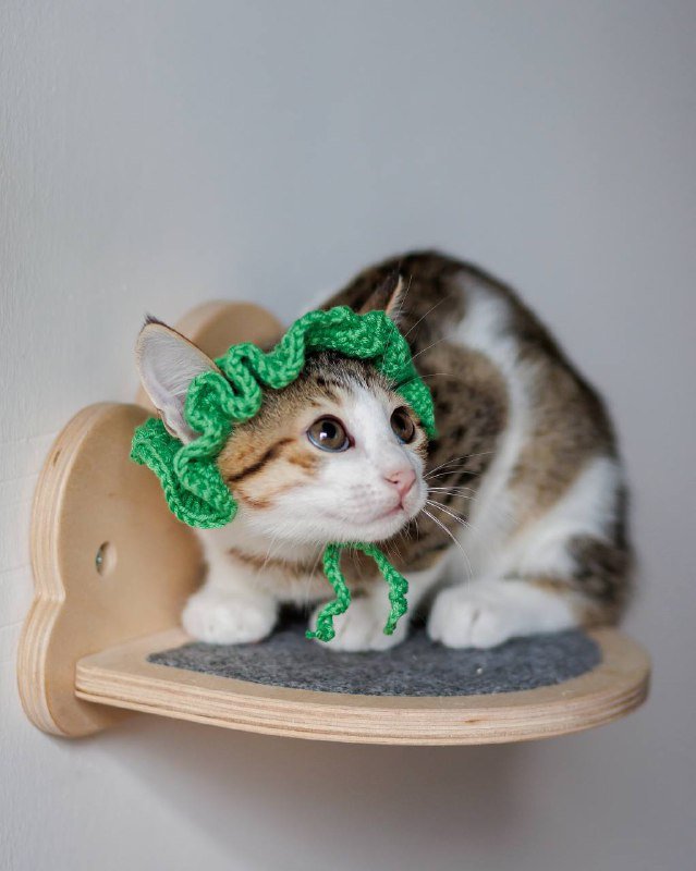 Котенок Варя ищет дом и семью 6