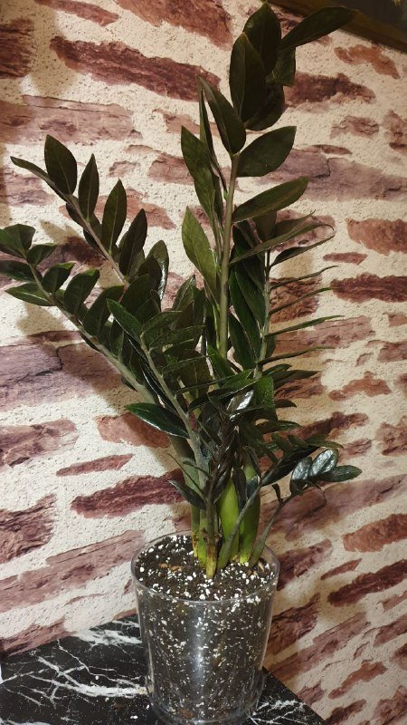 Шефлера, Хеппи лив, Санса, Аглаонема, Филодендрон неон, Замиокулькас черный, Драцена 6