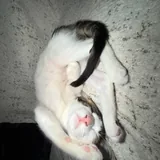 Кошка Сатин 2