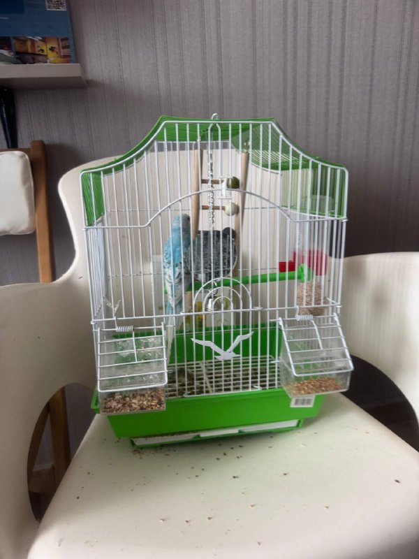 Parrot Yunar for adoption, includes cage and accessories 3