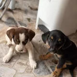 Male and female puppies 1