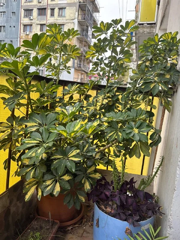 Комнатные растения