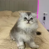 Шотландский вислоухий котенок 3