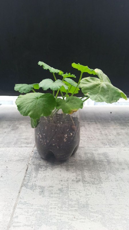 Ёлочка 25 см, герань 2 шт 12 см, цветочек 20 см 2