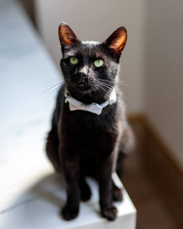 Черный кот Мистер Фрэнк ищет дом 4