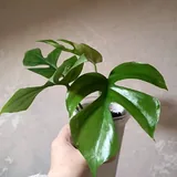 Редкие сортовые комнатные растения и цветы 10