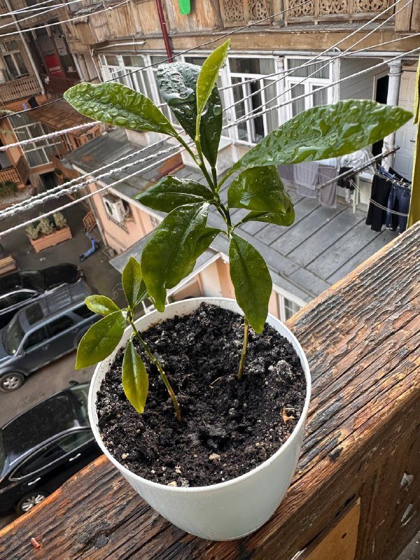 Цветы в горшках 9