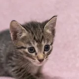 Котята 4
