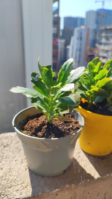 Крупные отростки каланхоэ с корнями в горшочке 2