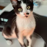 Котёнок Шуфутинский ищет дом 5