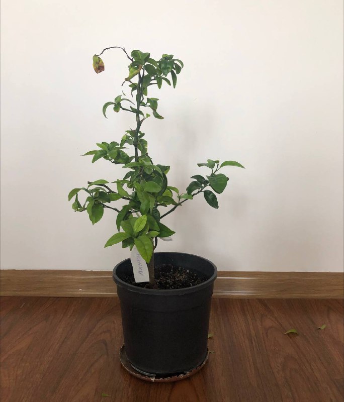 имбирь, фикус, лимон, мандарины, паслен комнатный 4