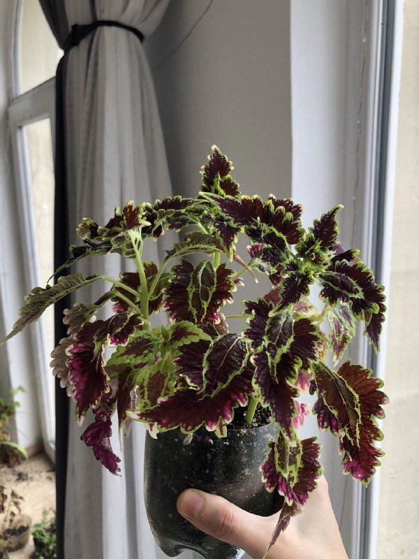 Посаженные черенки колеуса комнатного растения