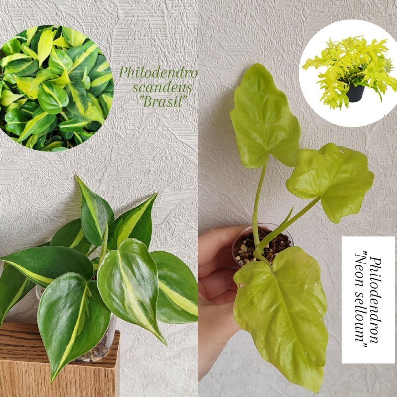 Комнатные растения 3