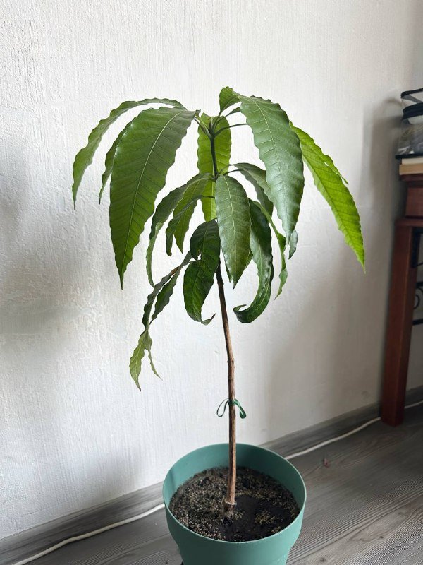 Монстера в глиняном горшке, Калатея ланцифолия, Дерево манго, Колеус, Плющ в глиняном горшке 4